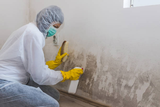 Best Mold Remediation for Specific Building Types in Grifton, NC