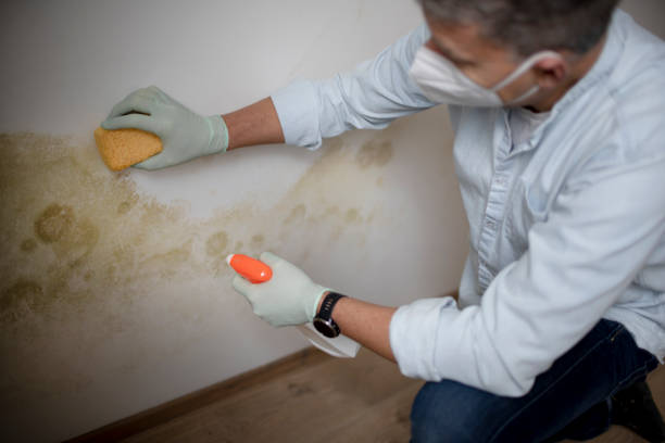 Best Black Mold Remediation in Grifton, NC