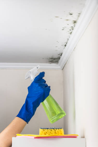 Grifton, NC Mold Remediation Company